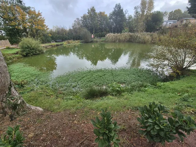 Woodleigh Fishing Lakes — reed-lined bank