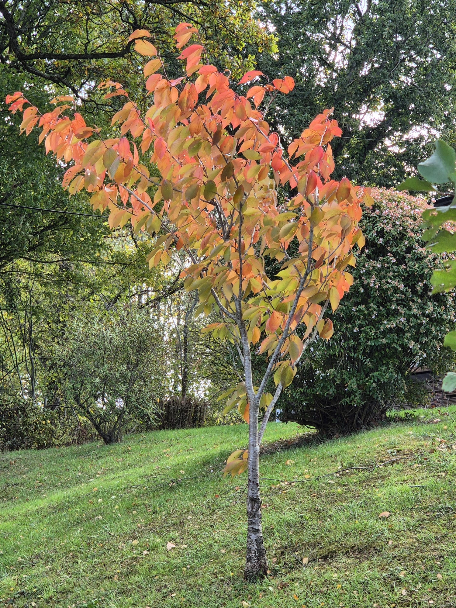 Site image tree